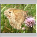 Maniola jurtina - Grosses Ochsenauge 16.jpg